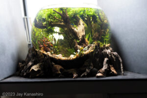 Forest in a Bowl - Aqua Plants Hub
