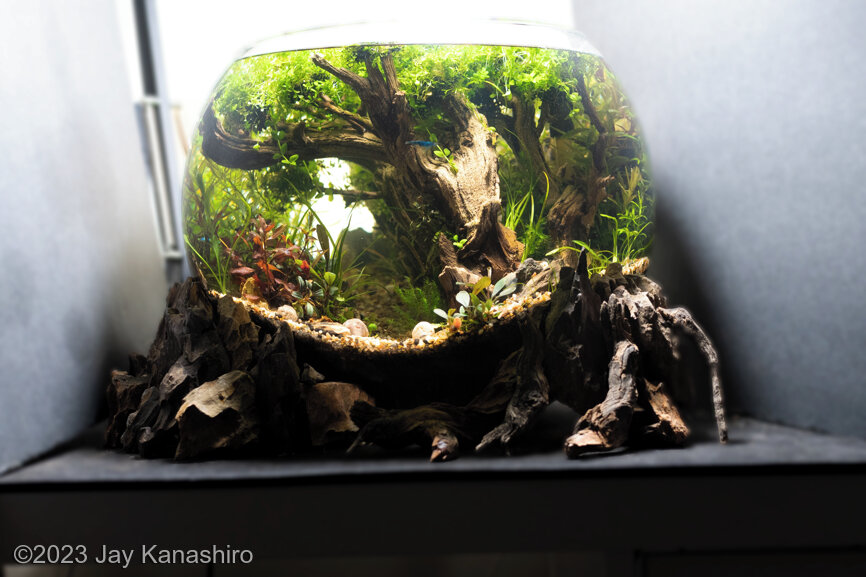Forest in a Bowl - Aqua Plants Hub
