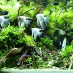 Water Fall - Aqua Plants Hub