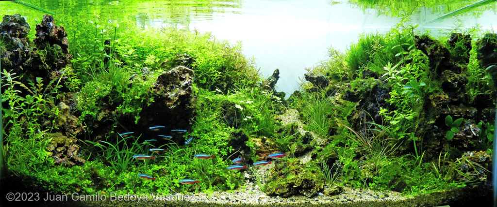 Amanecer - Aqua Plants Hub