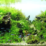 Amanecer - Aqua Plants Hub