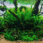 Bosque valdiviano - Aqua Plants Hub