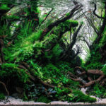 THE FALLEN GIANT - THE FALLEN GIANT (AGA 2023 #618) - Aqua Plants Hub