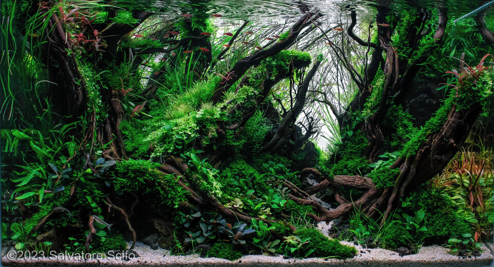 THE FALLEN GIANT - THE FALLEN GIANT (AGA 2023 #618) - Aqua Plants Hub
