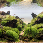 Glow - Aqua Plants Hub