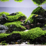 Path Of The Gods - Aqua Plants Hub