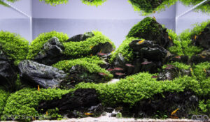 Path Of The Gods - Aqua Plants Hub