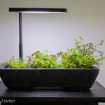 Wild Trilogy - Aqua Plants Hub