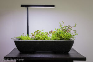 Wild Trilogy - Aqua Plants Hub