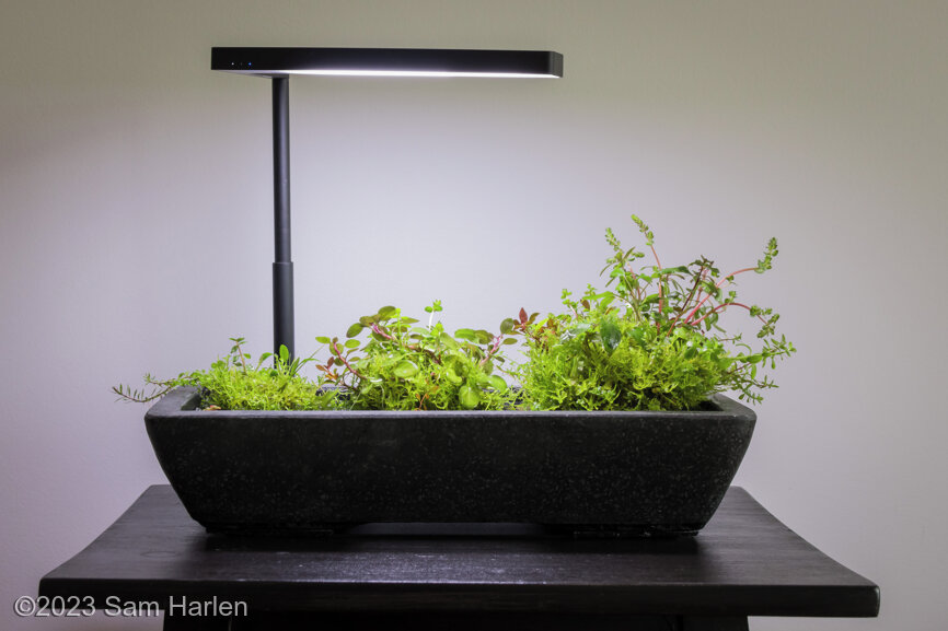 Wild Trilogy - Aqua Plants Hub