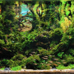 AGA 2023 Layout 623 - Aqua Plants Hub