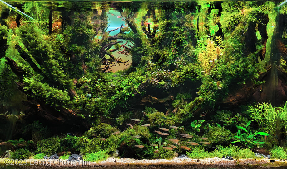 AGA 2023 Layout 623 - Aqua Plants Hub