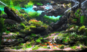The Cave - Aqua Plants Hub