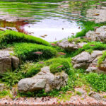 River of silver - Aqua Plants Hub