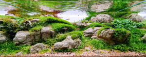River of silver - Aqua Plants Hub