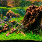Origins - Aqua Plants Hub