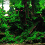 YAKUSHIMA - Aqua Plants Hub