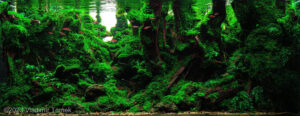YAKUSHIMA - Aqua Plants Hub
