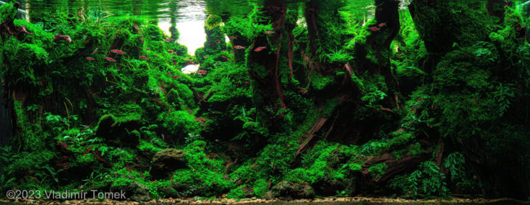 YAKUSHIMA