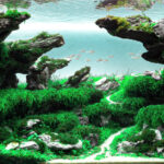 Heaven of peace - Aqua Plants Hub