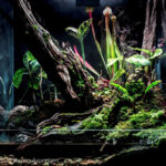 Ancient wood - Aqua Plants Hub