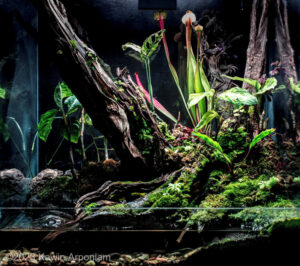 Ancient wood - Aqua Plants Hub