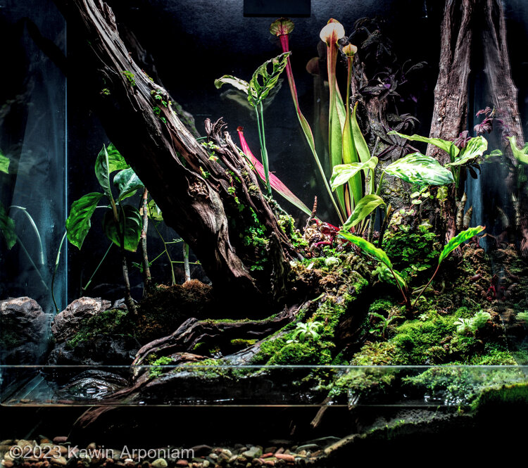 Ancient wood - Aqua Plants Hub