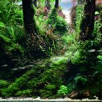 Terraquarium - Aqua Plants Hub