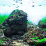 Rocky Road - Aqua Plants Hub