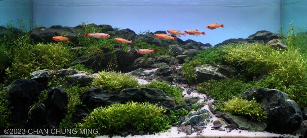 Dayspring - Aqua Plants Hub
