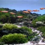 Dayspring - Aqua Plants Hub