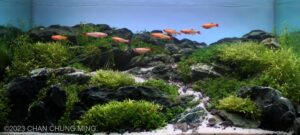 Dayspring - Aqua Plants Hub