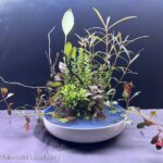 silent - Aqua Plants Hub