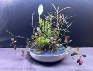 silent - Aqua Plants Hub