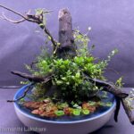 Silent night - Aqua Plants Hub