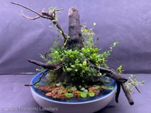 Silent night - Aqua Plants Hub