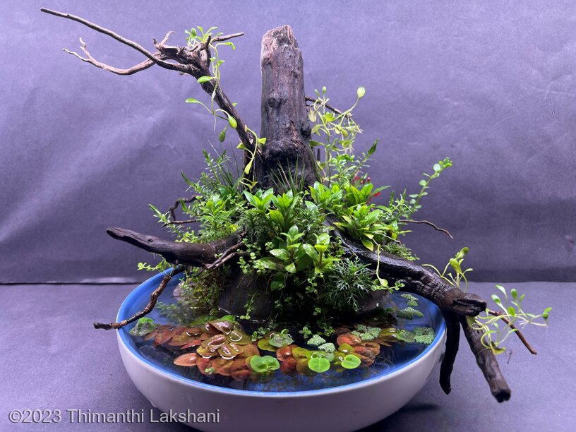 Silent night - Aqua Plants Hub