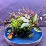 Silent rain - Aqua Plants Hub