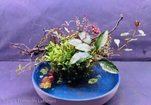 Silent rain - Aqua Plants Hub