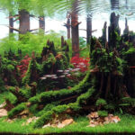 Flashback - Aqua Plants Hub