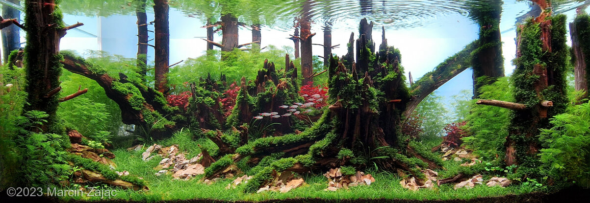 Flashback - Aqua Plants Hub