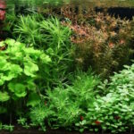 Where are my fish? - Aqua Plants Hub