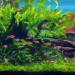 Harlequin Hotel - Aqua Plants Hub