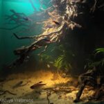 Igarapé of the Amazon's Rio Negro: Light Streaming Through - Igarapé of the Amazon’s Rio Negro: Light Streaming Through - Aqua Plants Hub