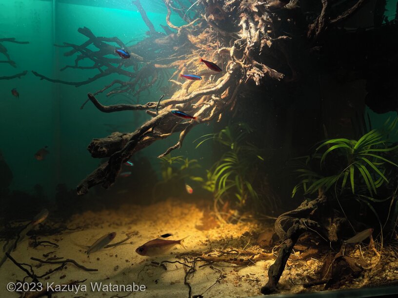 6490 1 - Aqua Plants Hub