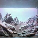 The light is coming - Aqua Plants Hub