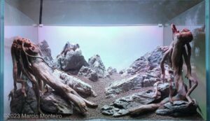 The light is coming - Aqua Plants Hub