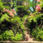 The forest slope - Aqua Plants Hub
