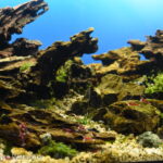 Cardinal Shrimp of Lake Matano, Sulawesi Island - Aqua Plants Hub