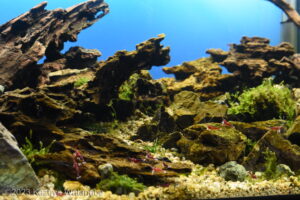 Cardinal Shrimp of Lake Matano, Sulawesi Island - Aqua Plants Hub